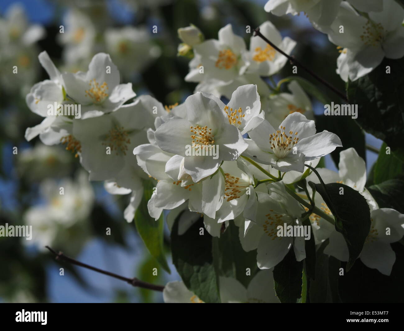 white Mock orange flowers (Philadelphus sp) with yellow stamens sunlit against blue sky and foliage Stock Photo
