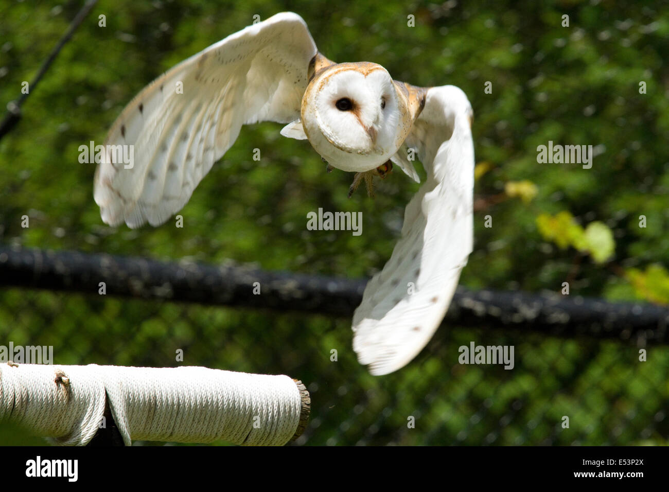 Female Barn Owl In Flight Stock Photo 71997938 Alamy