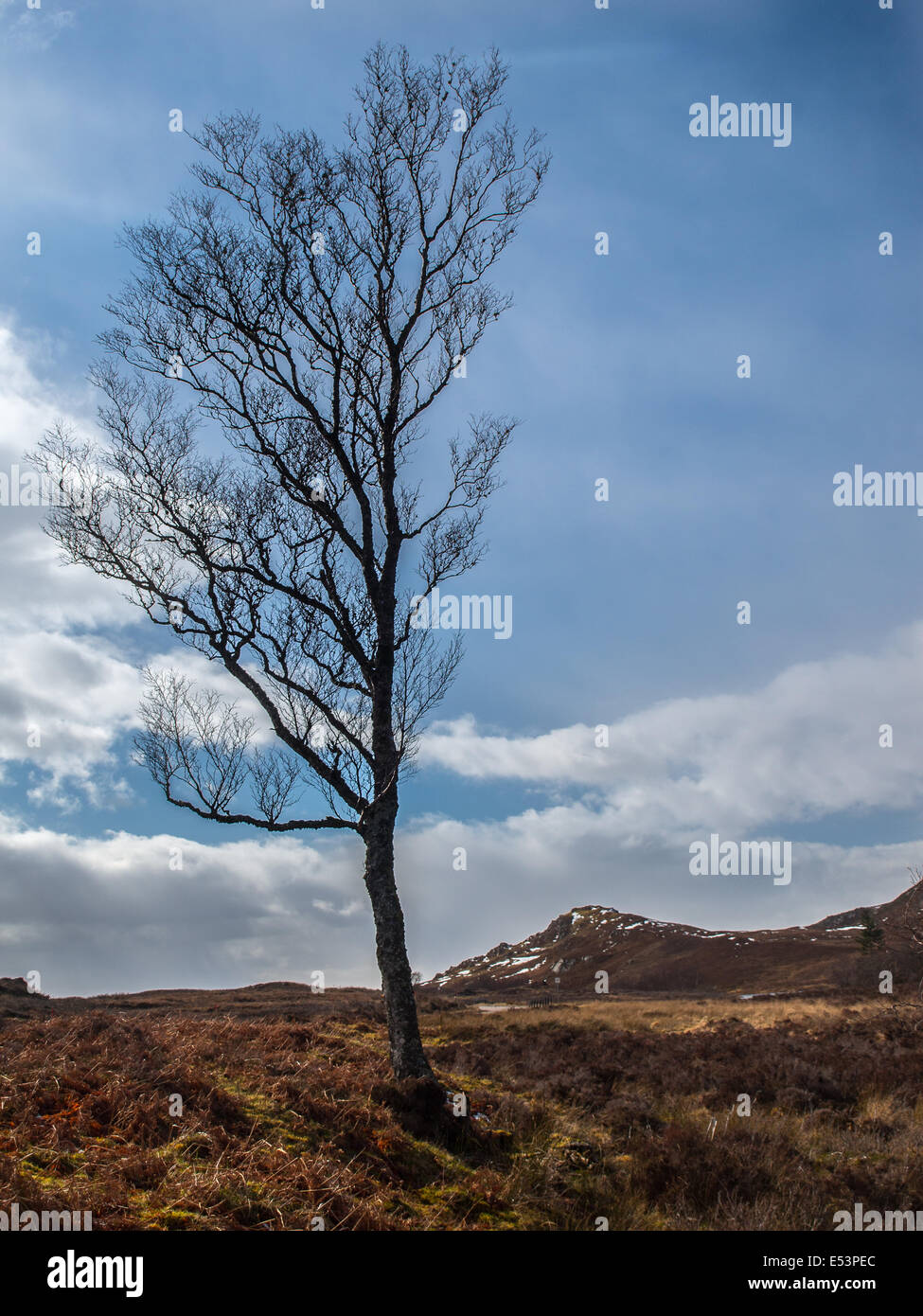 Natural scene silhouette tree hi-res stock photography and images - Alamy