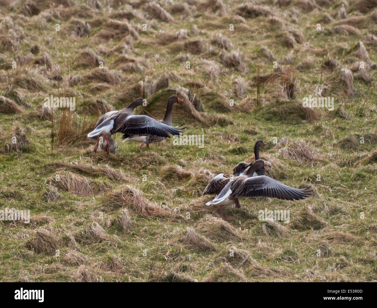 Wild geese take flight Stock Photo