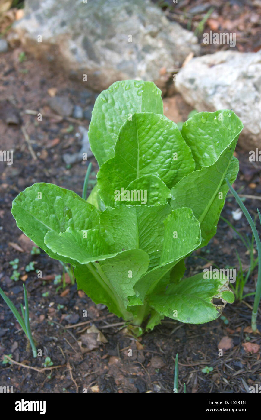 Romaine lettuce growing next to onions in a vegetable garden Stock Photo