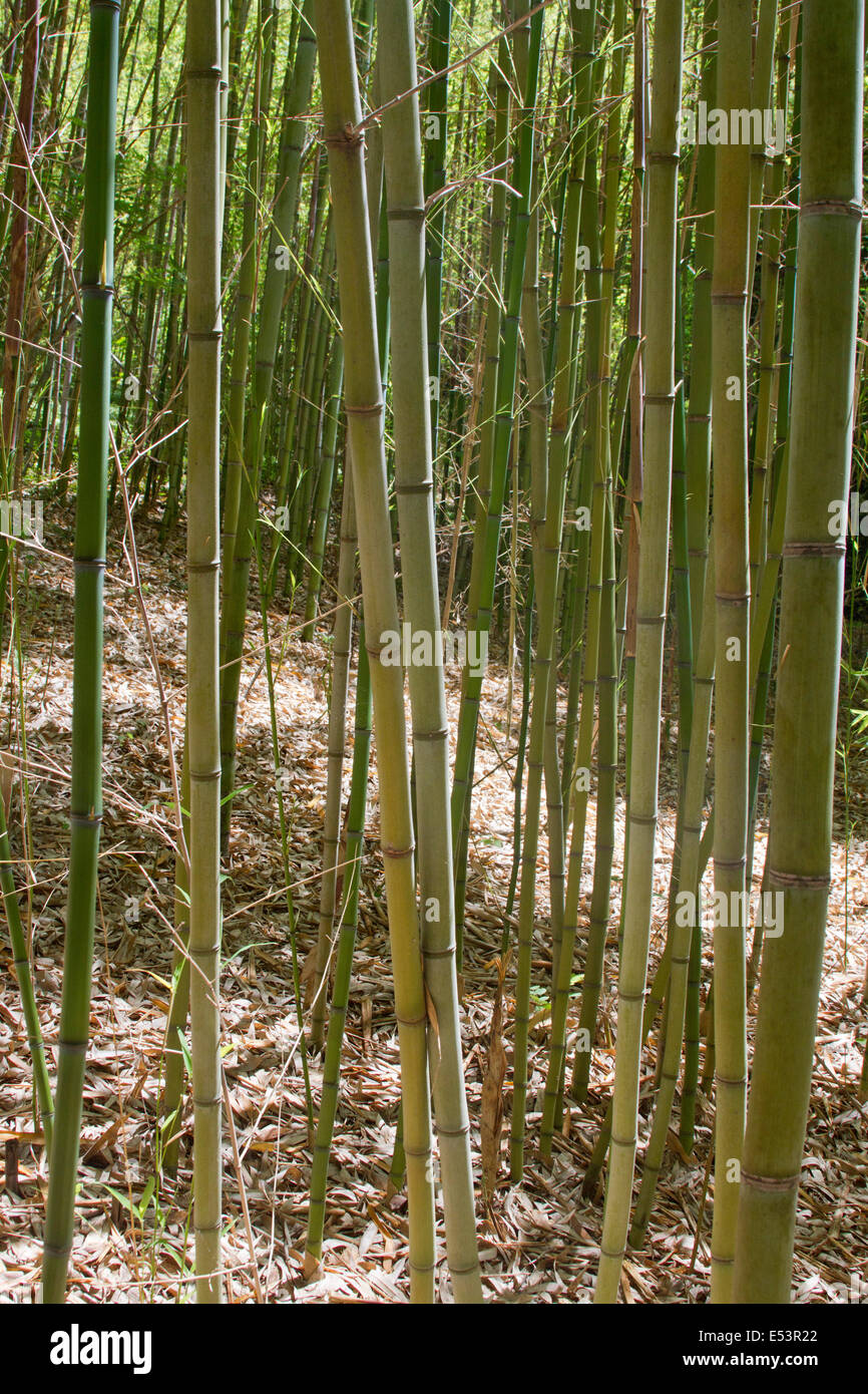 A dense thicket of bamboo plants growing fast in summertime Stock Photo