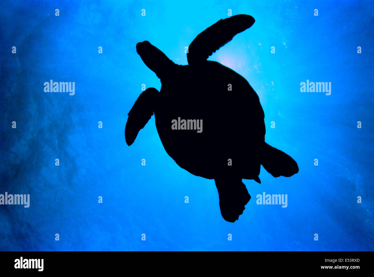 Green Sea Turtle silhouette against clear blue surface Stock Photo - Alamy