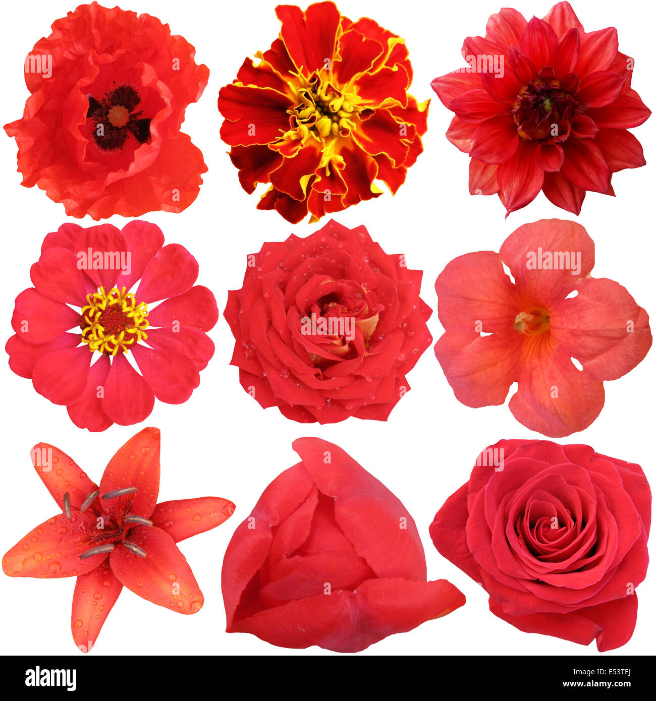 Nine red flowers hi res stock photography and images Alamy