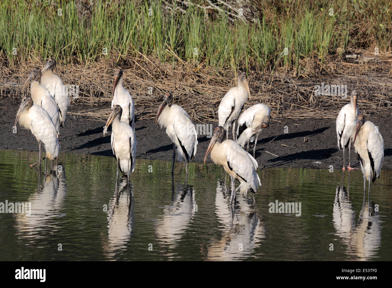A group of American Wood Storks wade in a coastal wetland Stock Photo