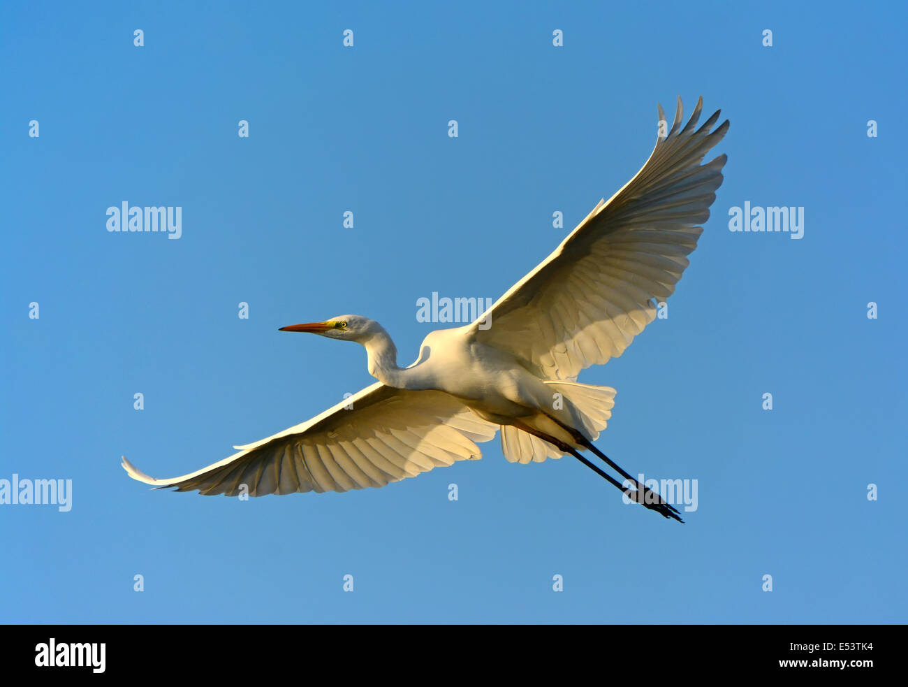 Great egret, Ardea alba, flying Stock Photo
