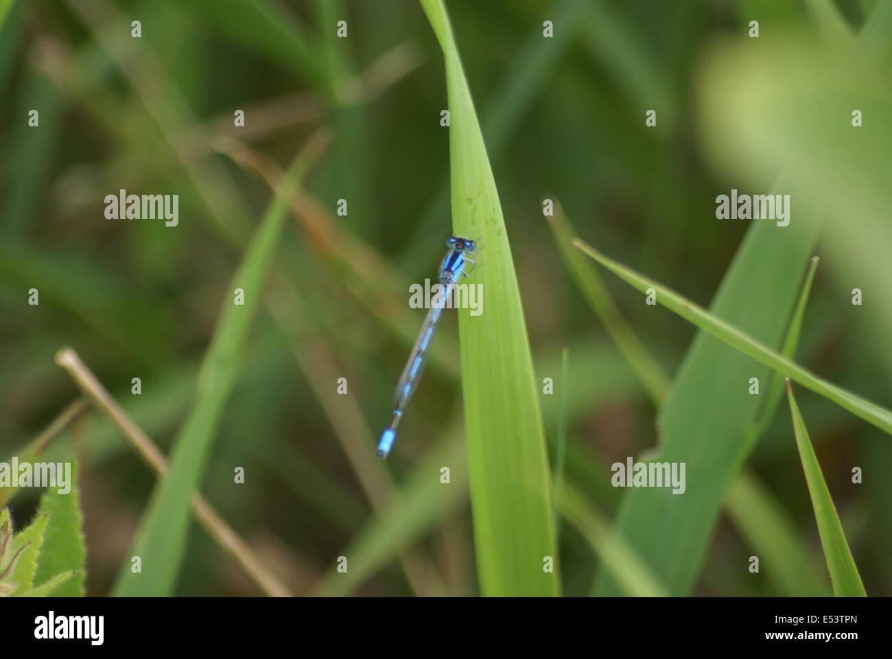 Light blue Damselfly sitting on a green piece of grass Stock Photo - Alamy