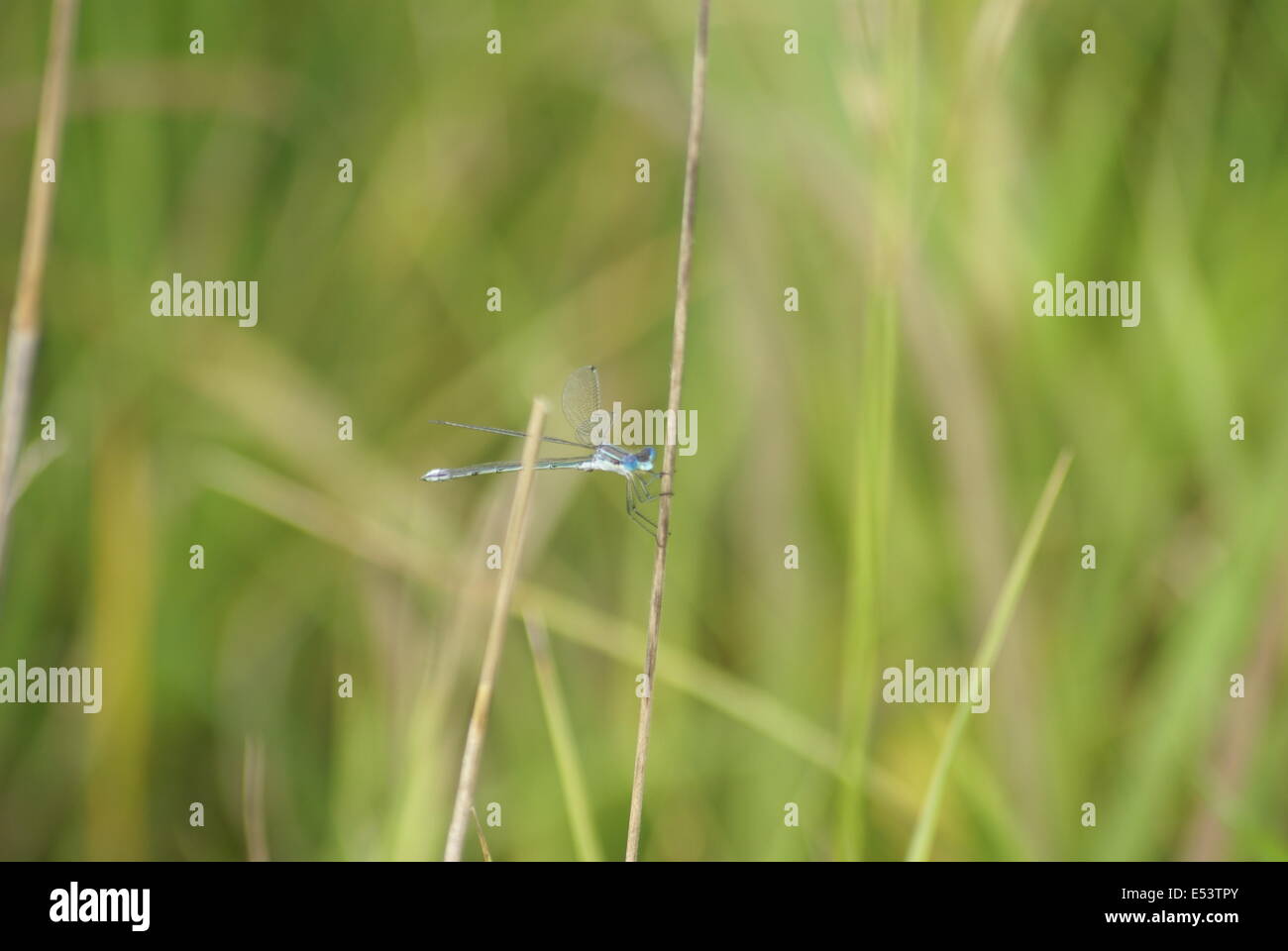 Blue Damselfly sitting on a piece of brown grass Stock Photo - Alamy