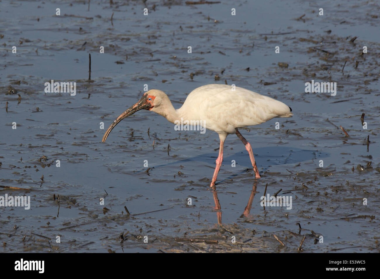 An American White Ibis with a dirty face from feeding in the pluff mud wades in a coastal marsh near sunset. Stock Photo