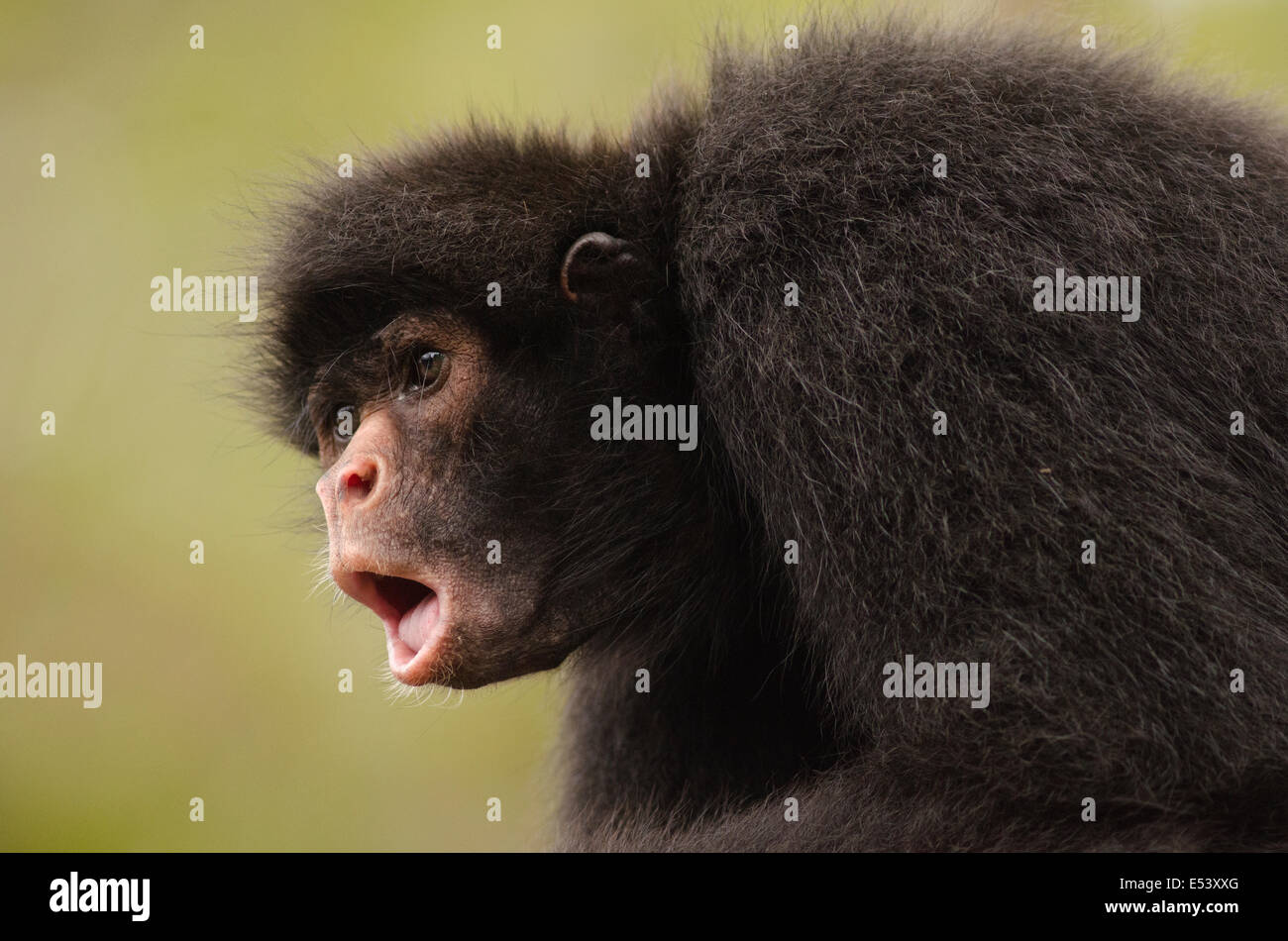 Black spider monkey Ateles chamek Stock Photo