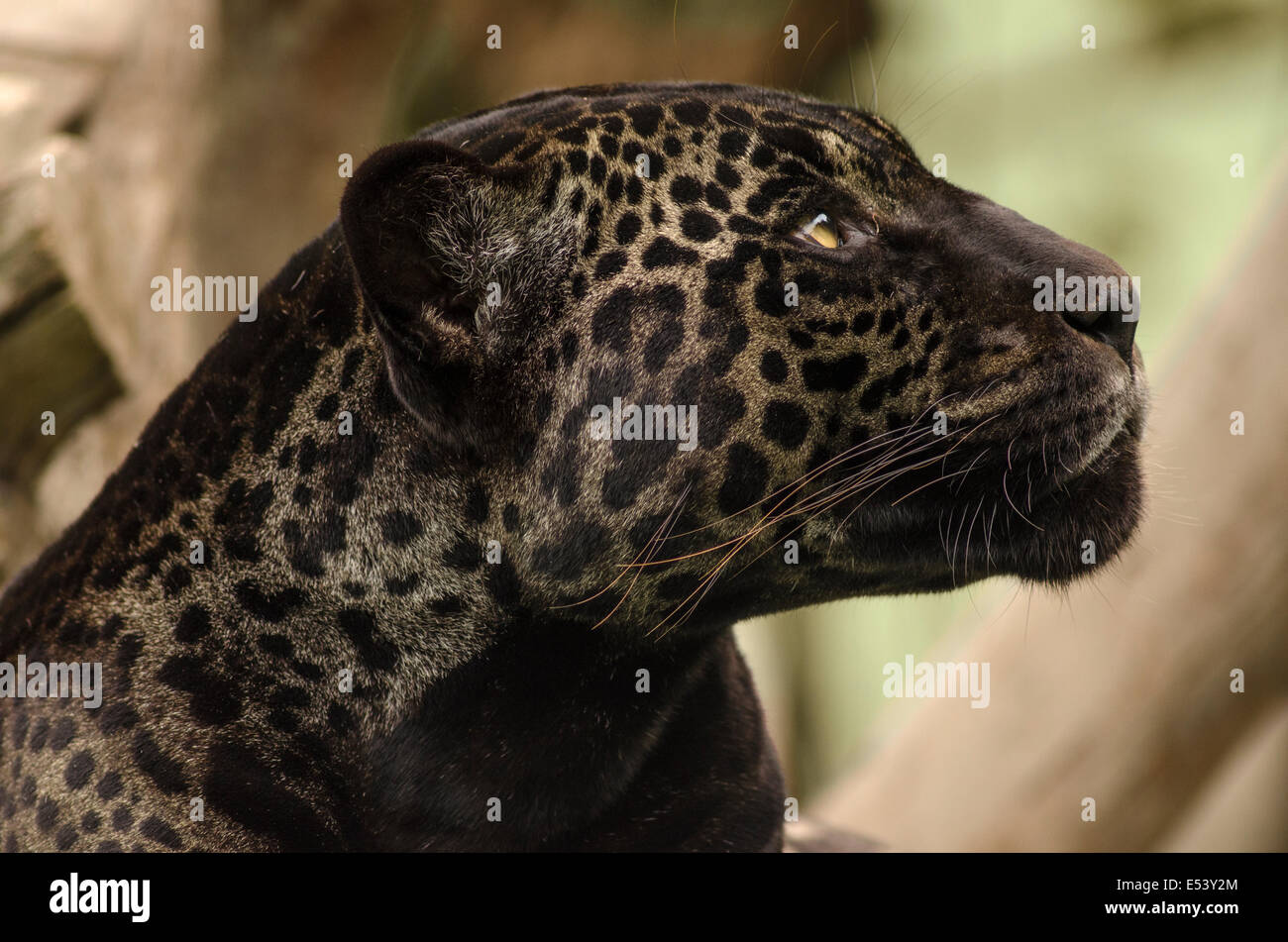 Panther or black jaguar Panthera onca Stock Photo - Alamy