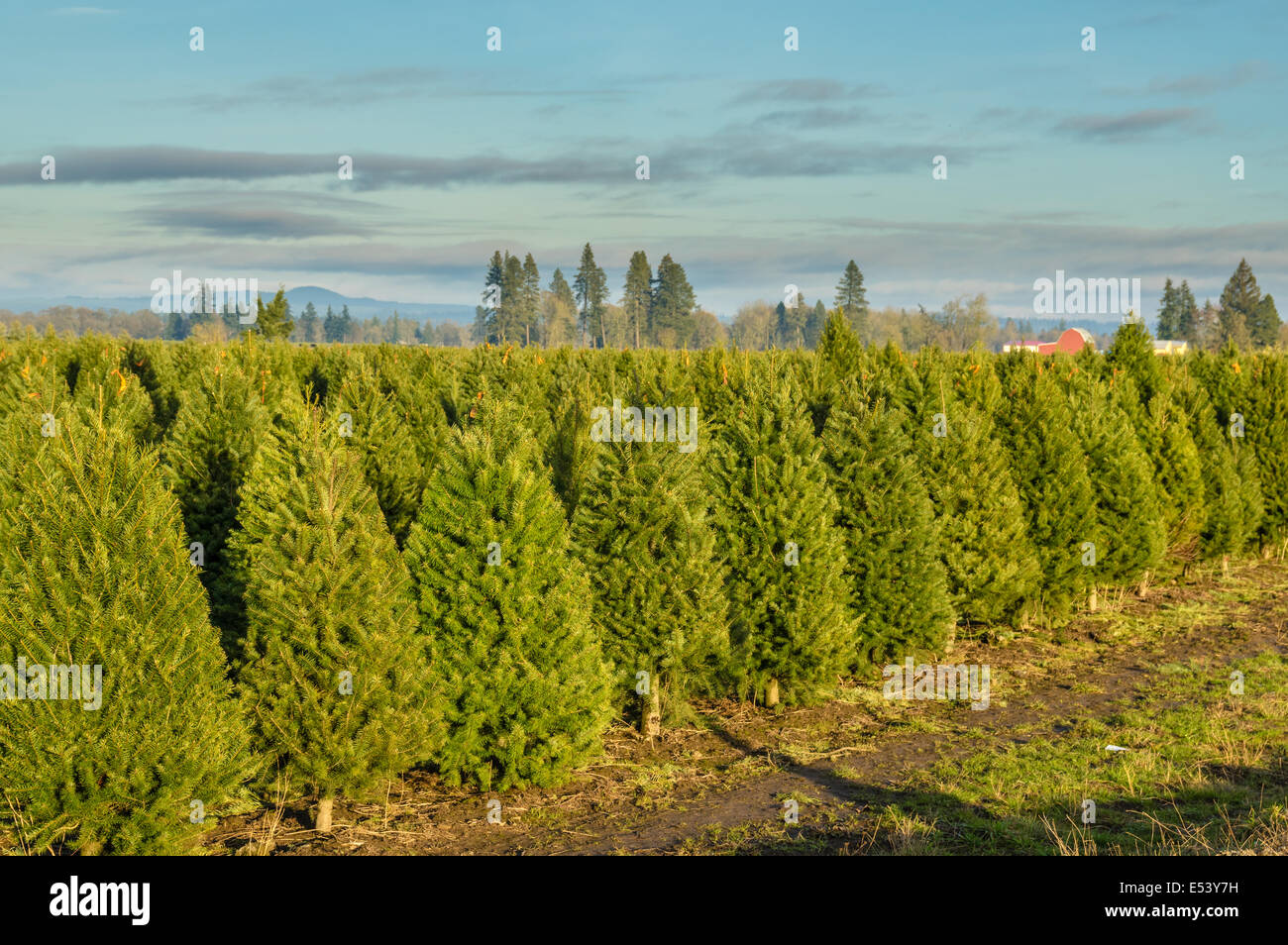 Rows of evergreen trees for Christmas trees in a nursery Stock Photo
