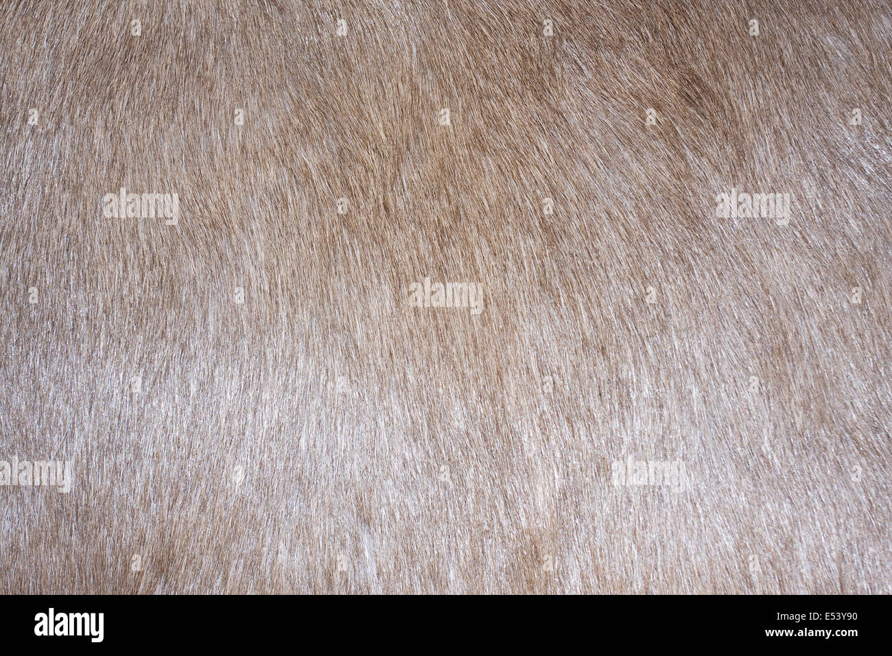 Fur texture background Stock Photo