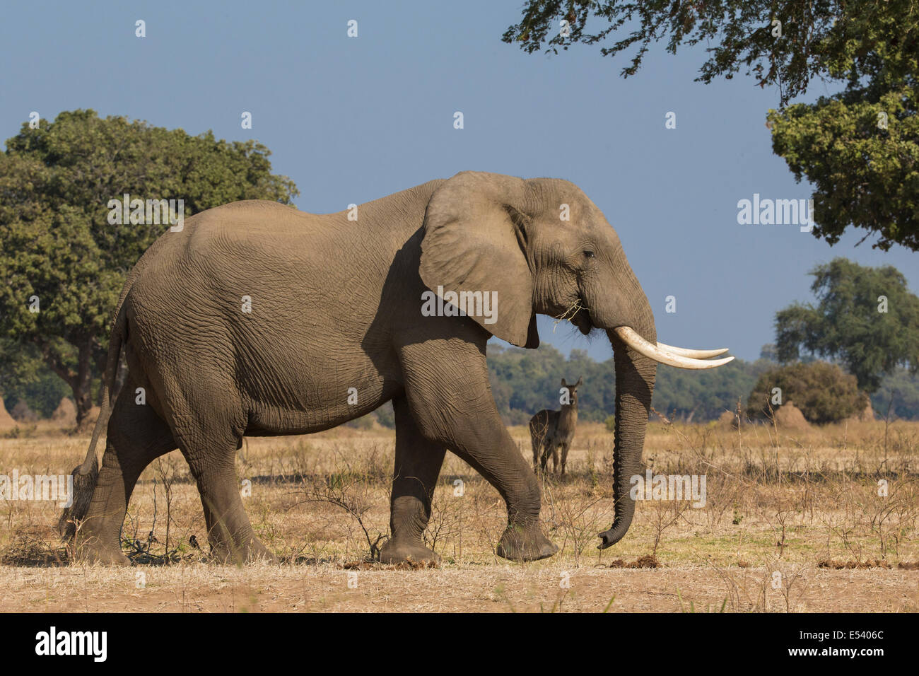 Side view of African Elephant bull walking with Common Waterbuck in the background Stock Photo