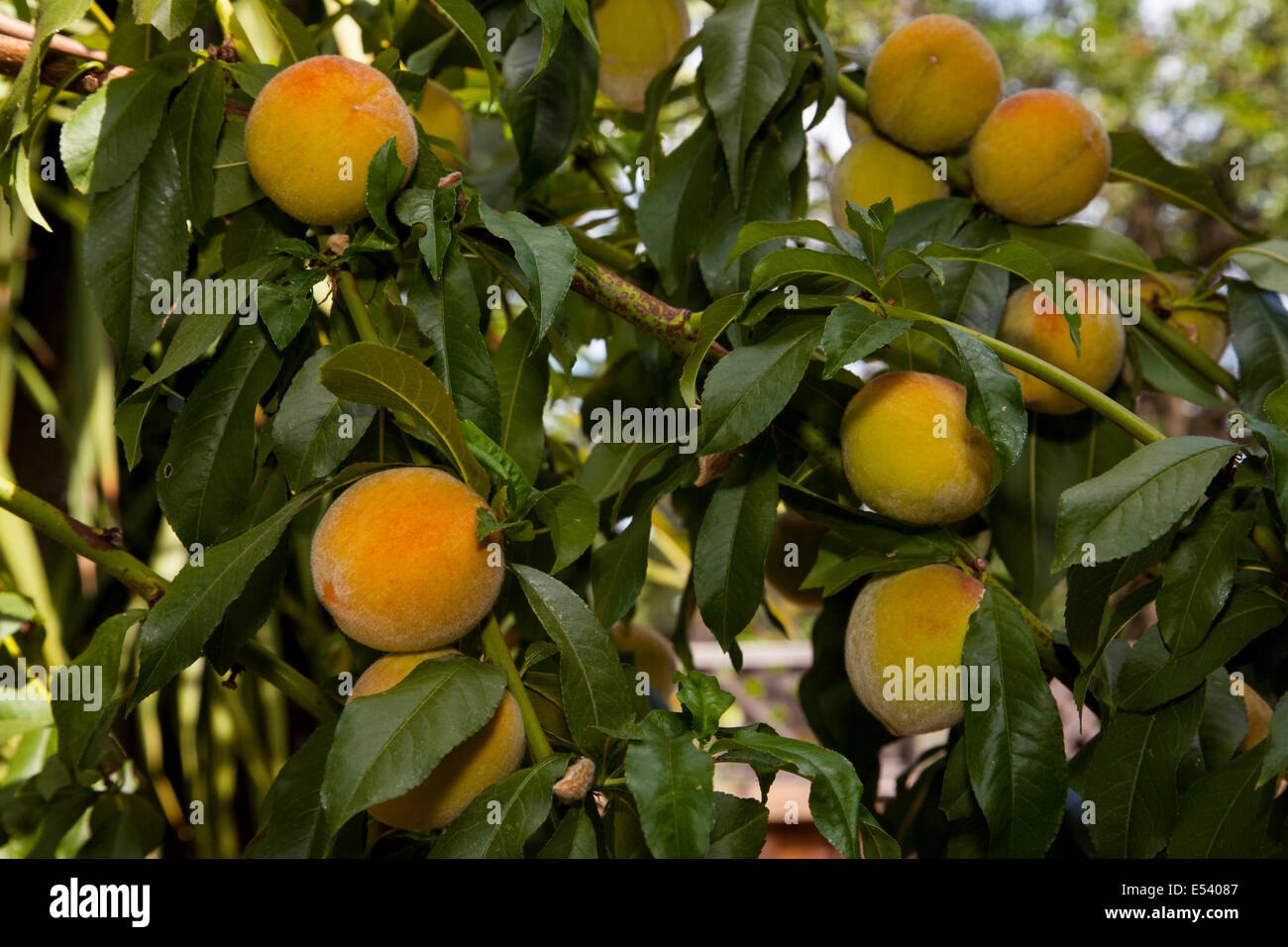 Peaches in a private garden, Novato, California, USA Stock Photo