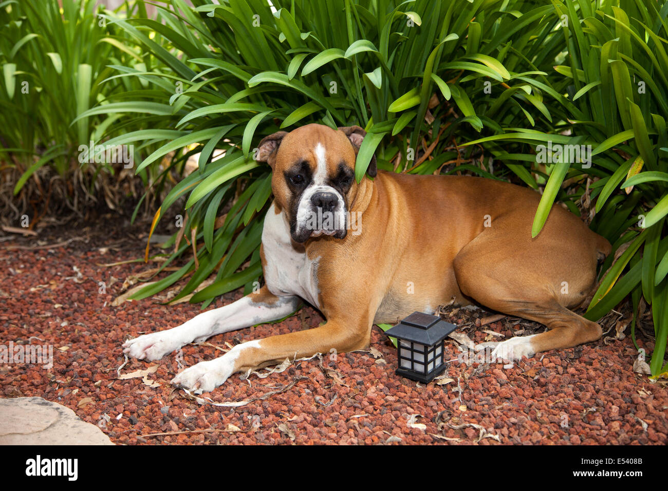 Boxer dog sitting by the Agapanthus plants, Novato, Marin County, California, USA Stock Photo