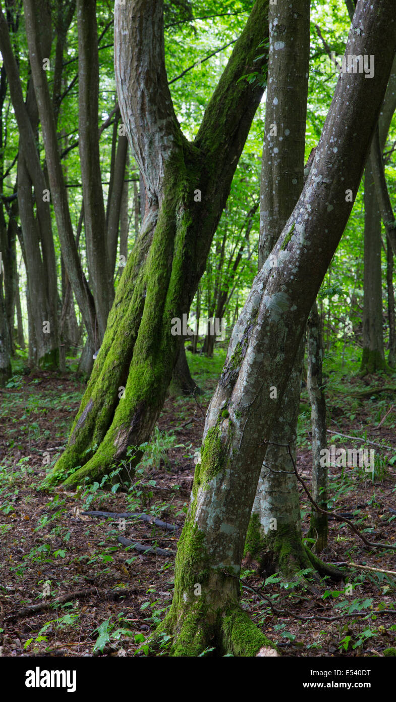 Two twin slanted hornbeam trees moss wrapped  in stand of Bialowieza Forest Stock Photo