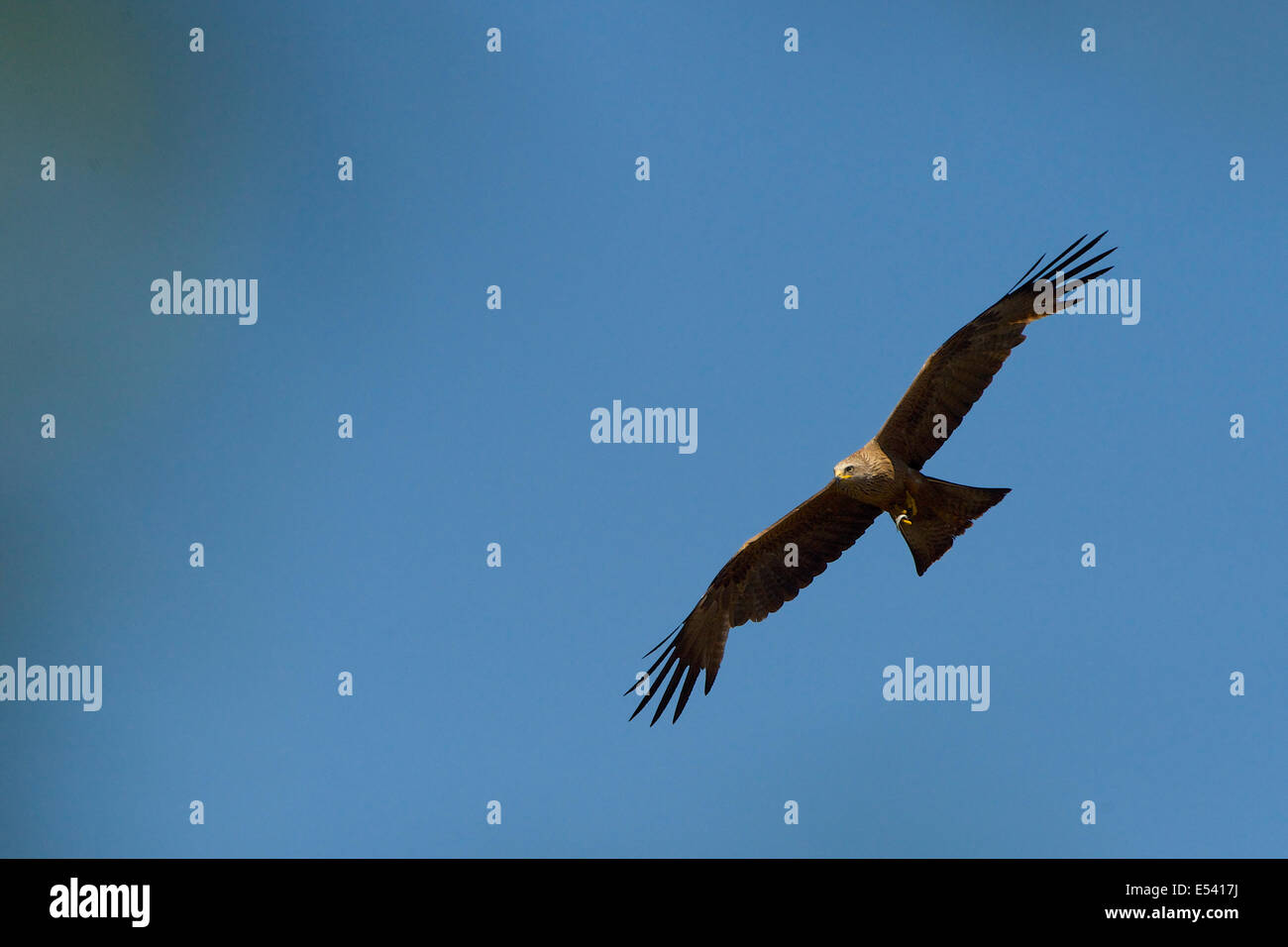 A flying red kite, with a small fish in its beak. Kites fish in a small