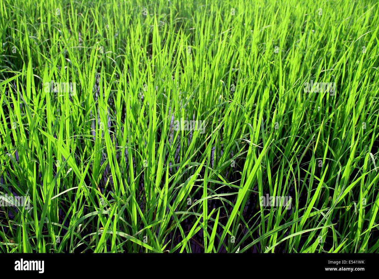 Greend Rice Field Green rice field Stock Photo - Alamy