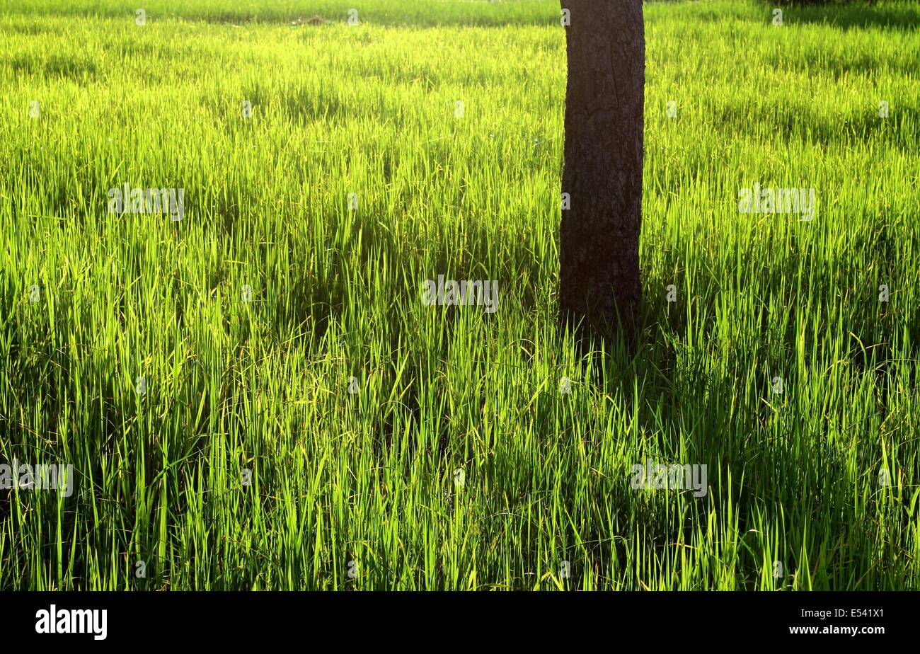 Greend Rice Field Green rice field Stock Photo - Alamy