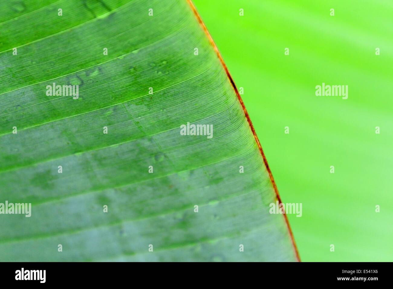 Green leaf banana Stock Photo Alamy