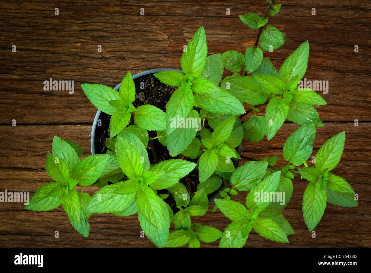 Pepper plant mint leaves in black pot on old wood background Stock Photo