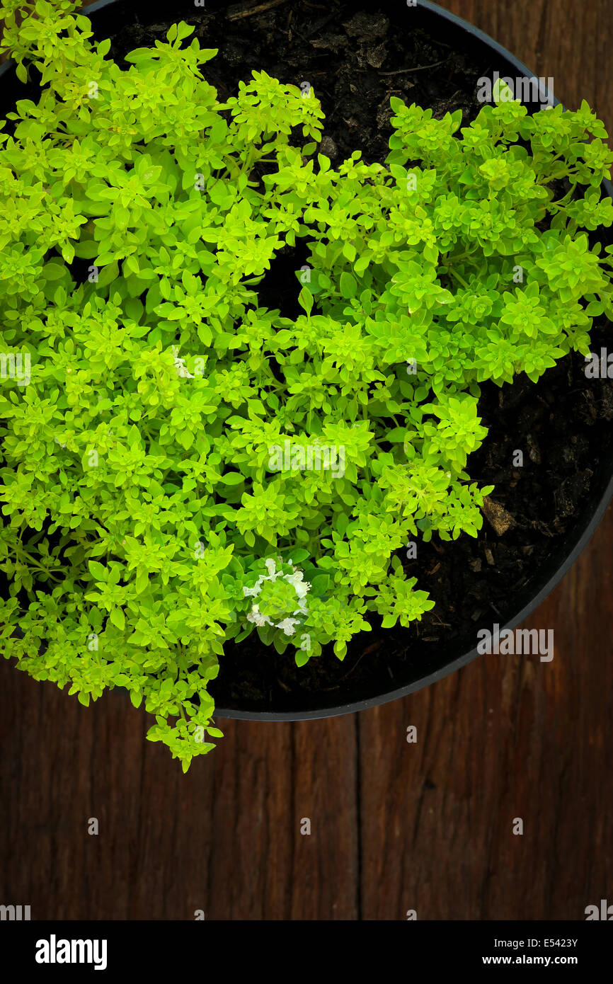 Small leaf greek bush basil white flowers in black pot and dark wood