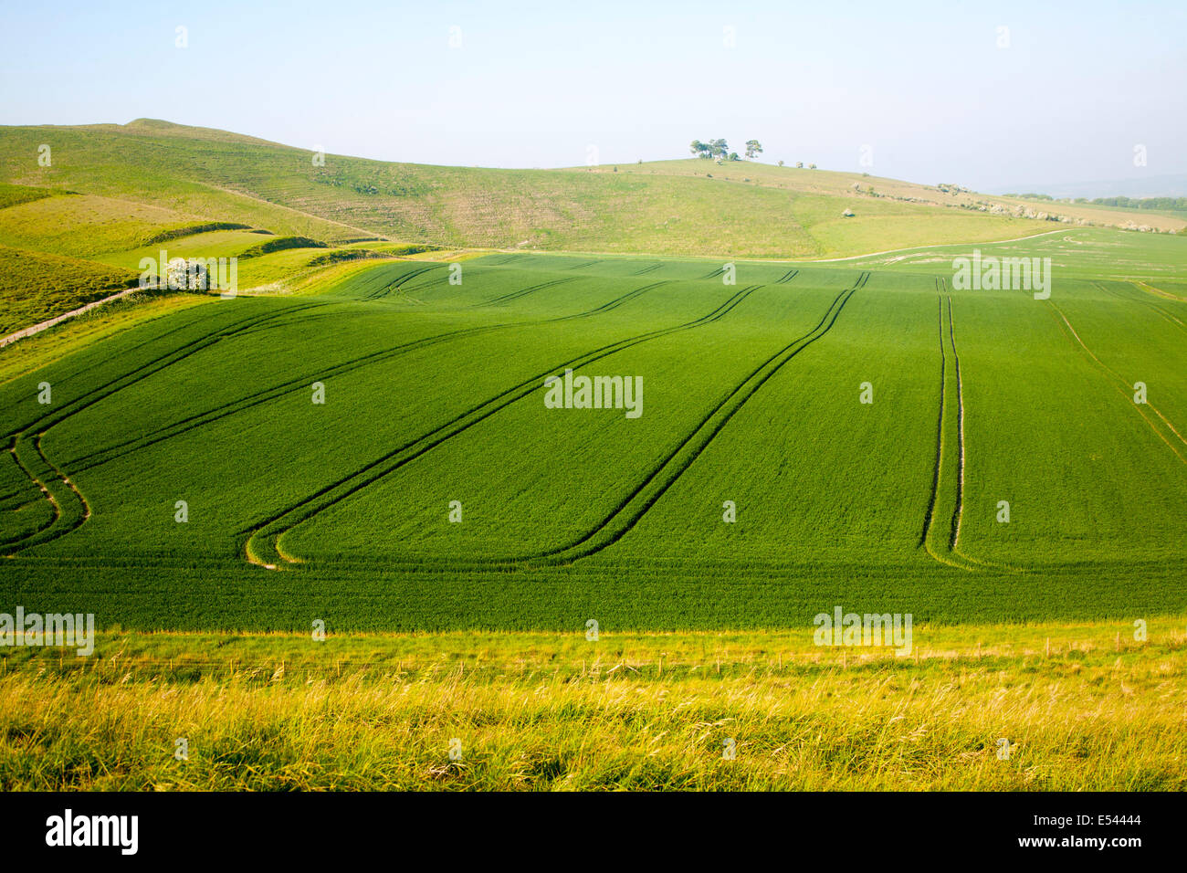 Chalk landscape Cherhill, Wiltshire, England vehicle patterns in crops at foot of chalk scarp slope Stock Photo