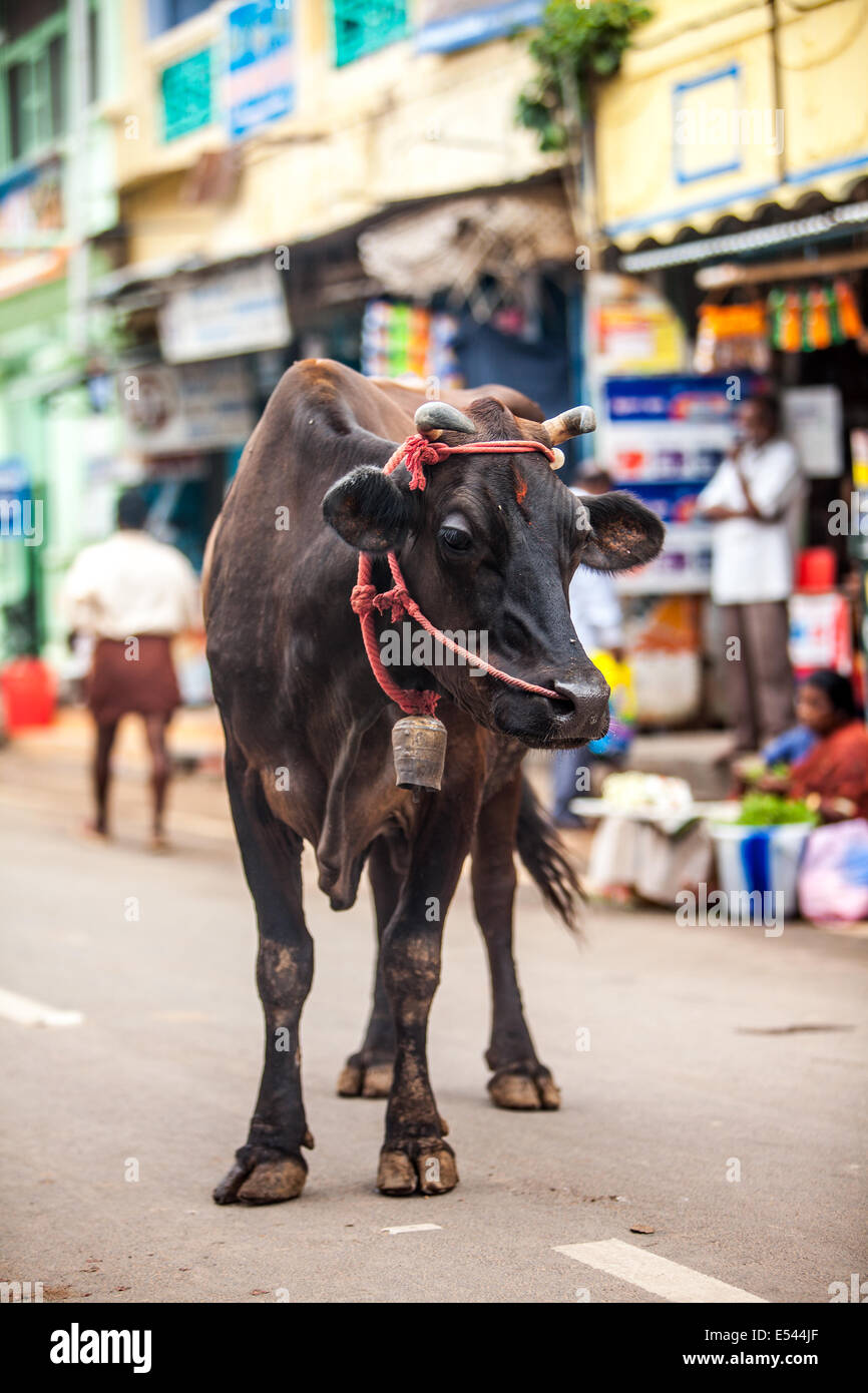 Cow on the street of Indian town. In India the cow is a sacred animal. Stock Photo
