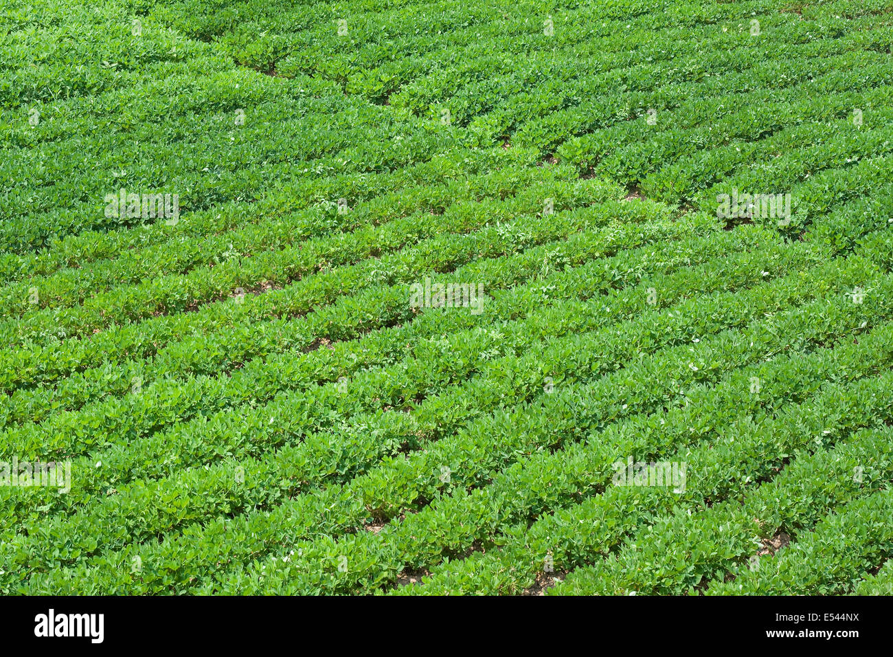 Green Peanuts fields background Stock Photo Alamy