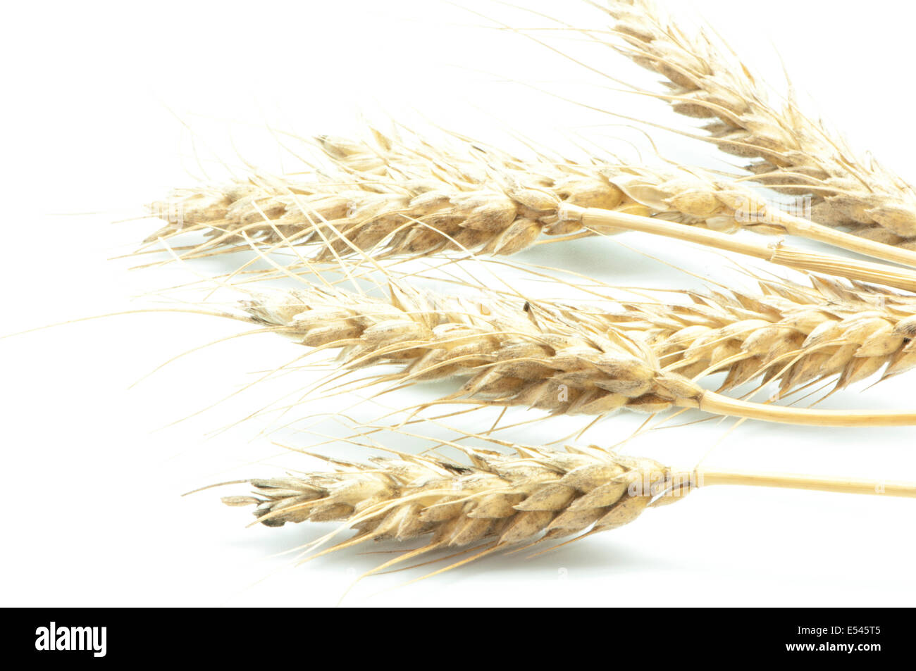 Barley Plant On A White Background Stock Photo Alamy