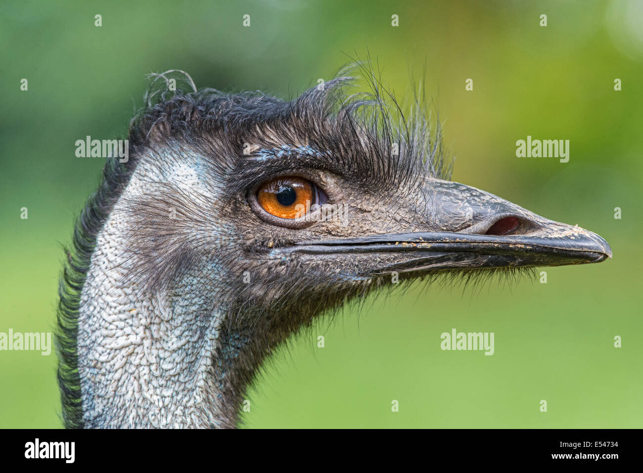 Portrait of Australian Emu (Dromaius novaehollandiae) Stock Photo