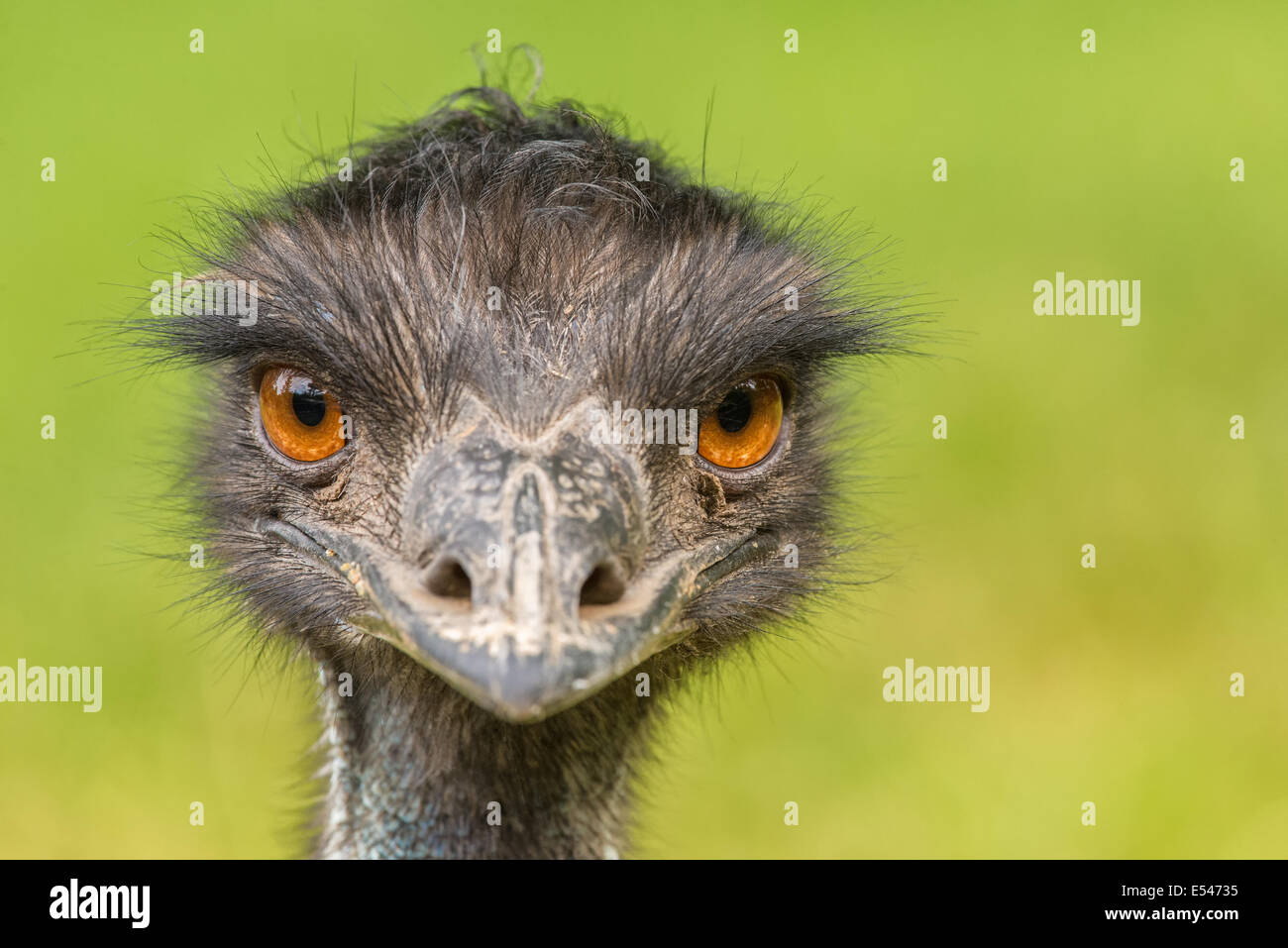 Portrait of Australian Emu (Dromaius novaehollandiae) Stock Photo