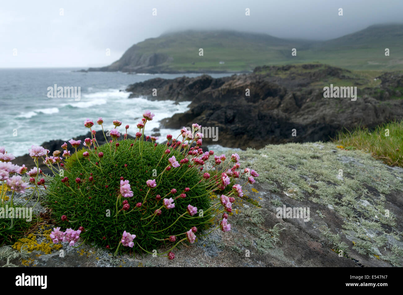 Silene acaulis (moss campion or Cushion Pink), Harris Bay, Isle of Rum, Scotland, UK Stock Photo