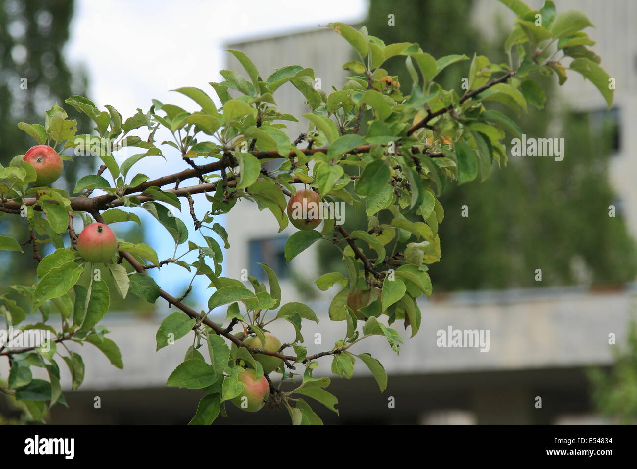 Apples, poisoned by radiation, grow on a tree in the zone of alienation around the abandoned Chernobyl nuclear power plant. Stock Photo