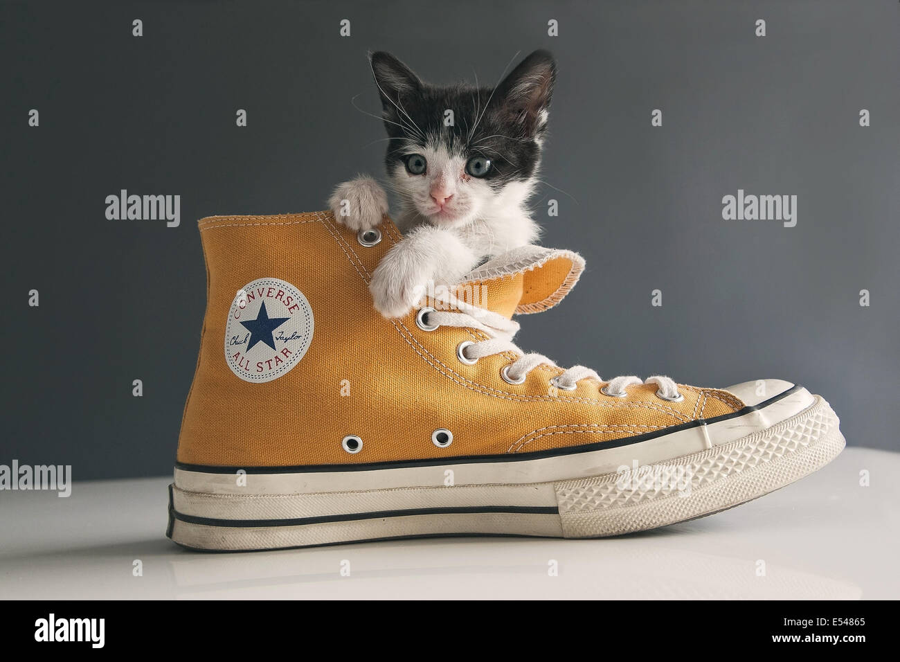 Buy > cat in shoes > in stock