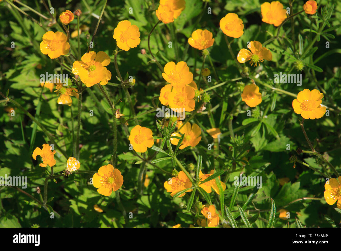 Bulbous Buttercup plant Stock Photo Alamy