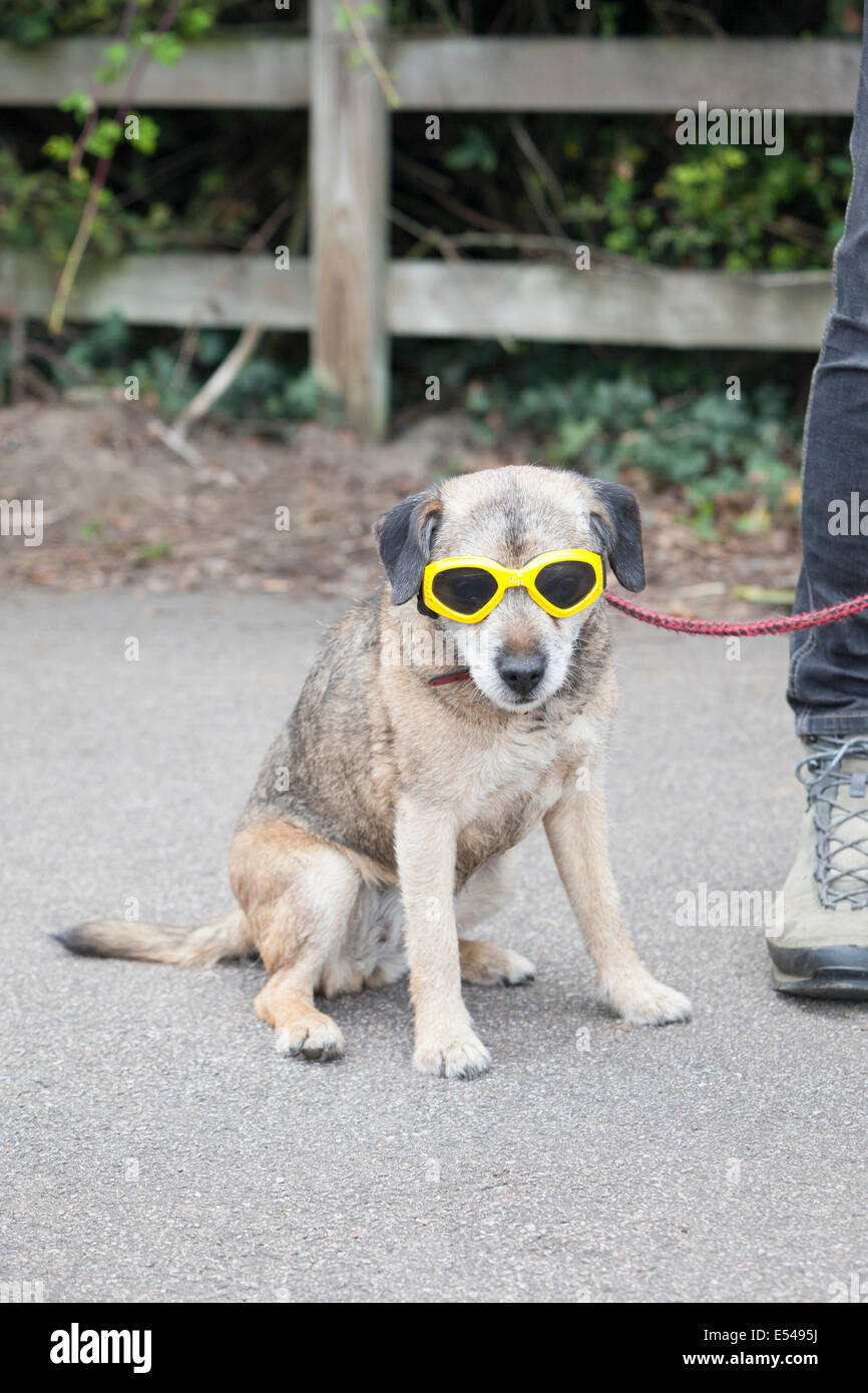Dog wearing flying goggles Stock Photo