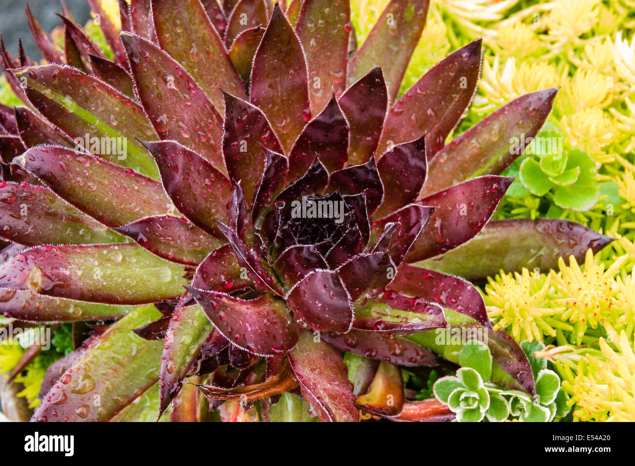 Sedum or sempervivum plants for use in planted roof Stock Photo
