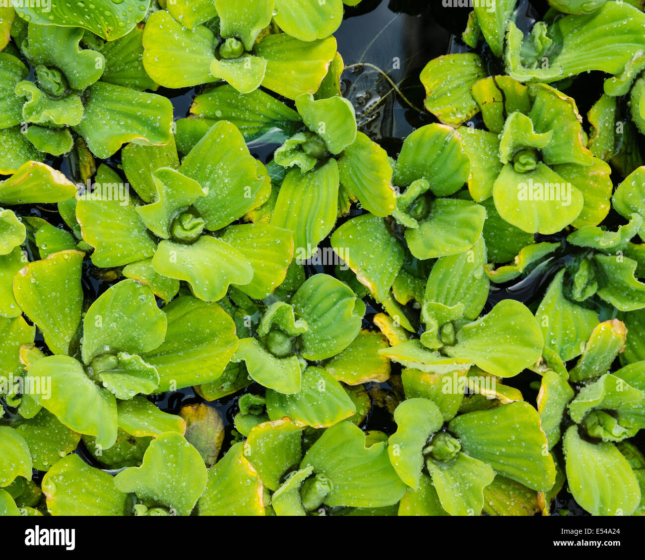 Water Lettuce plants floating on a water garden pond Stock Photo Alamy