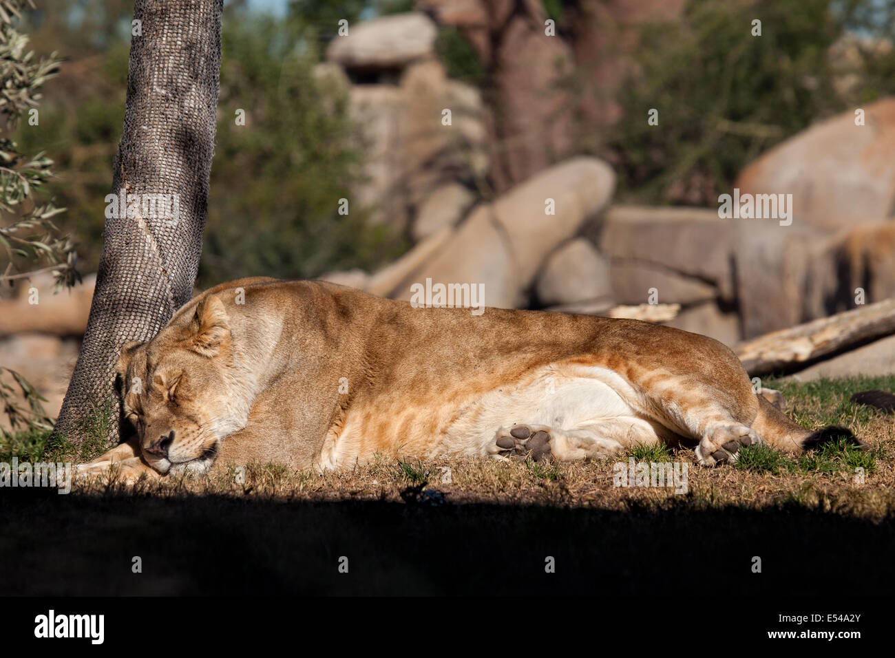 Lion sleeping Stock Photo