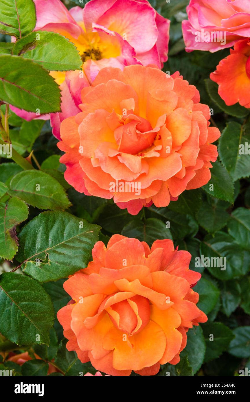 Colorful rose flowering plants in full bloom Stock Photo Alamy