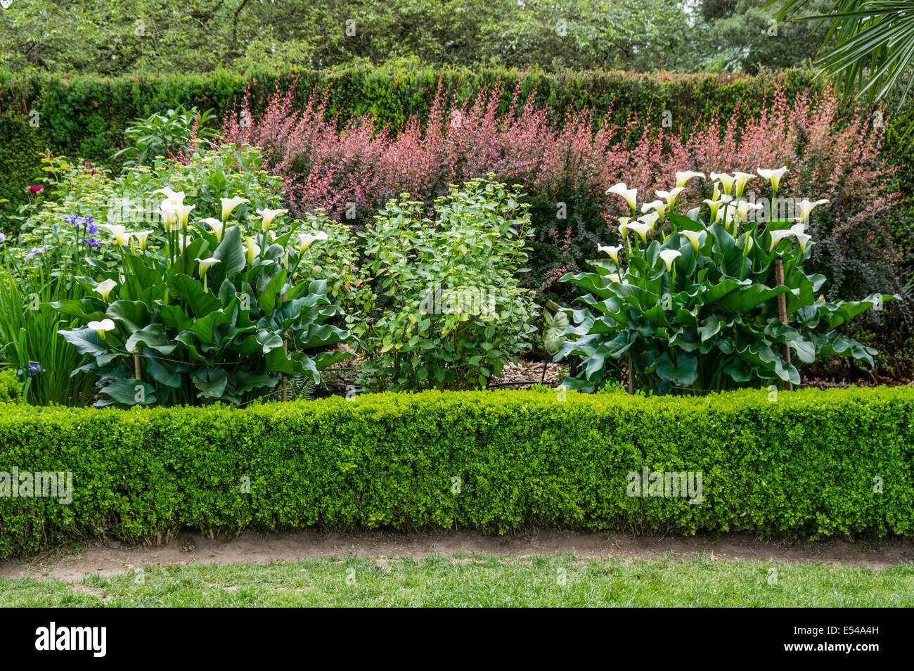 A planted garden with hedge and blooming Calla Lilies Stock Photo