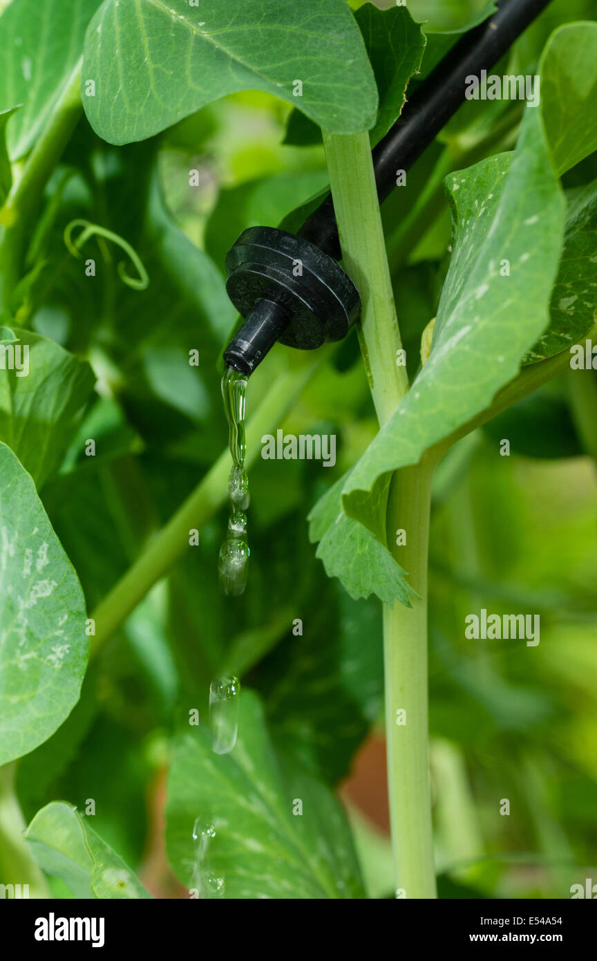 Drip emitter hires stock photography and images Alamy