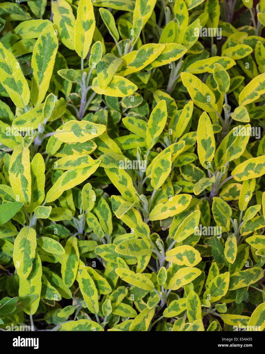 Variegated sage herb plant with colorful leaves Stock Photo Alamy