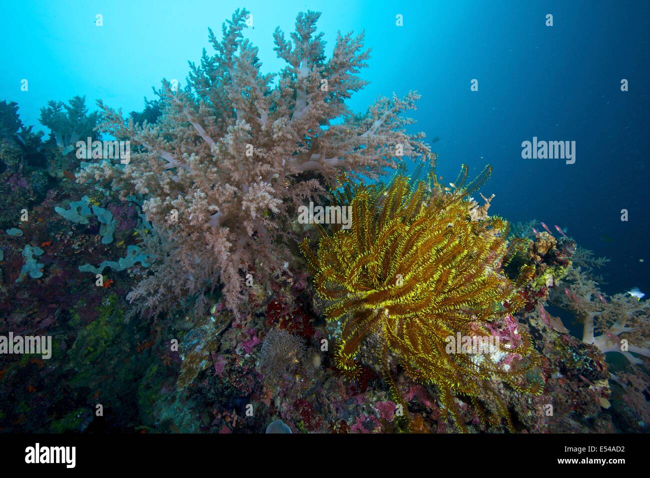Soft corals and featherstar at Limasaw Island, Philippines Stock Photo