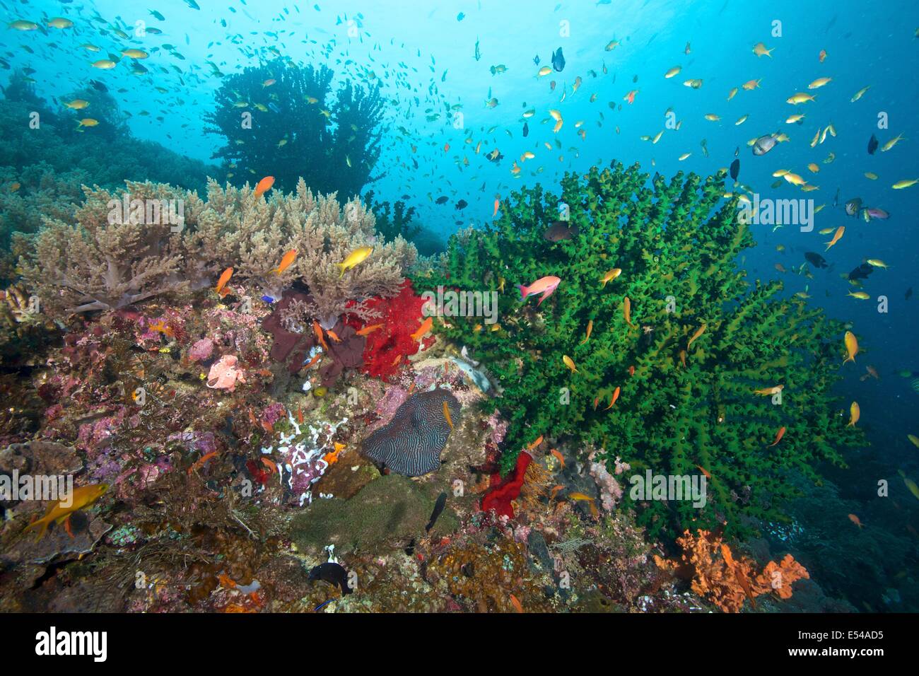 Black Sun Coral (Tubastrea micrantha) and reef fish at Napantao Sanctuary, Southern Leyte, Philippines Stock Photo