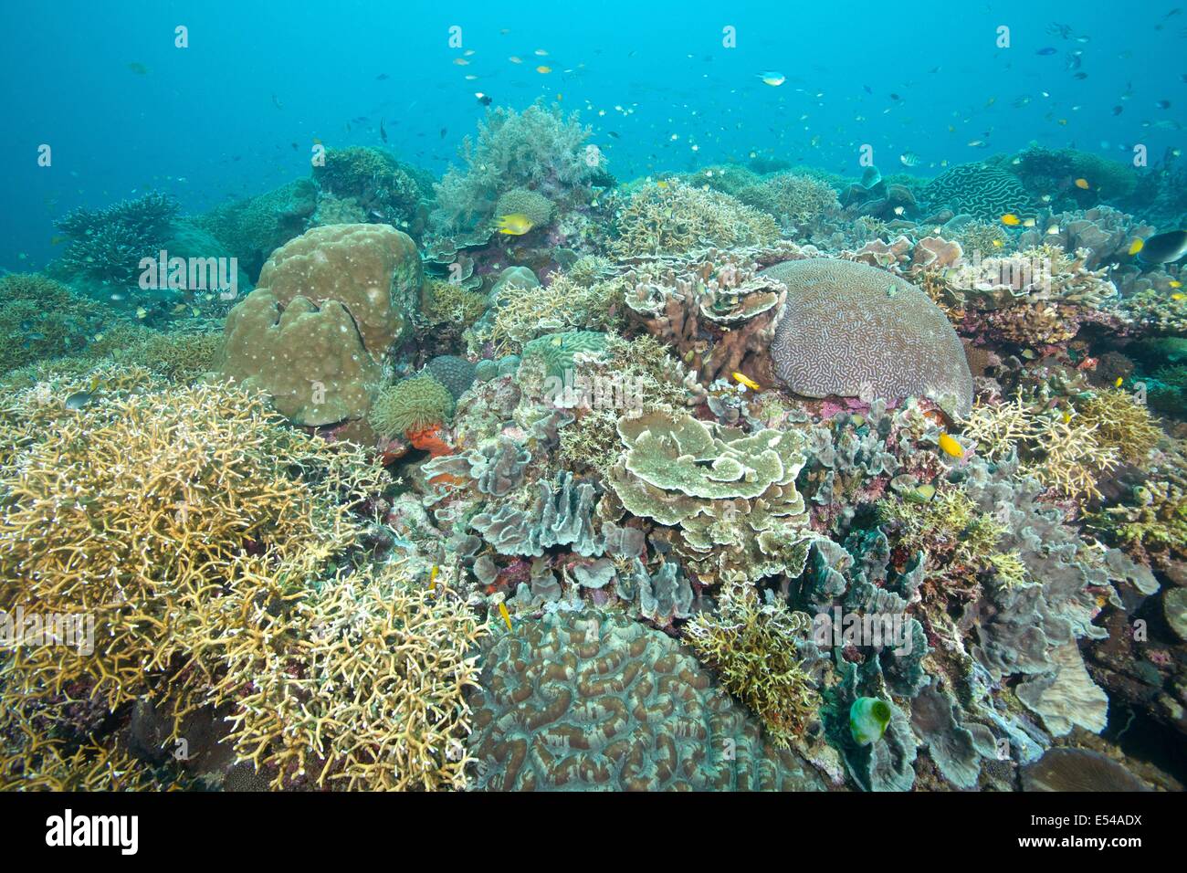 Hard coral gardens at Napantao Sanctuary in Southern Leyte, Philippines Stock Photo