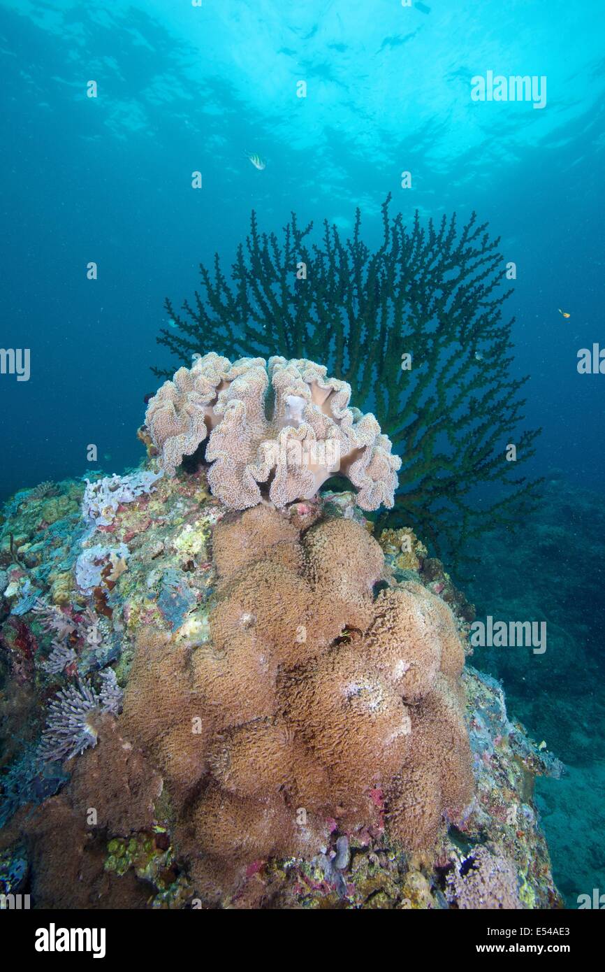Black Sun Coral (Tubastrea micrantha) and leather corals at Limasawa Island. Stock Photo