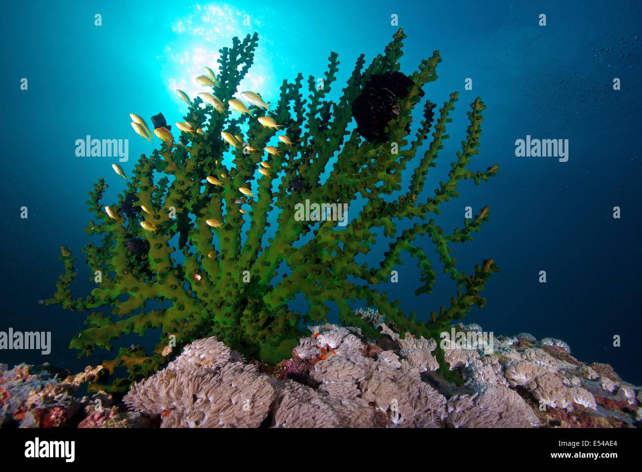 Black Sun Coral (Tubastrea micrantha) at Limasawa Island Stock Photo